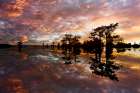 Bald cypress trees silhouetted at sunset, Caddo Lake, Texas. Worlds largest bald cypress forest. Art Print